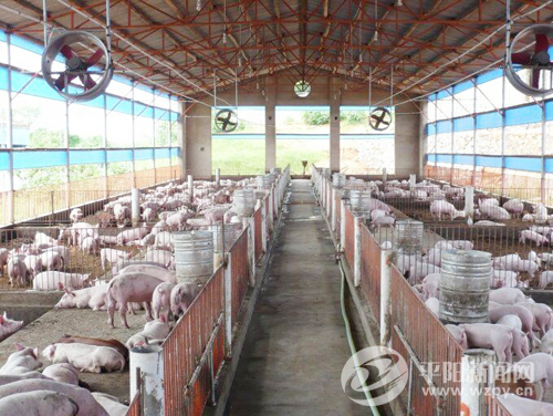 平阳畜牧业转型升级 明年将建成3家万头生猪养殖场