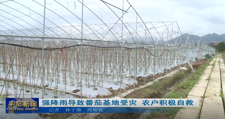 强降雨导致番茄基地受灾 农户积极自救