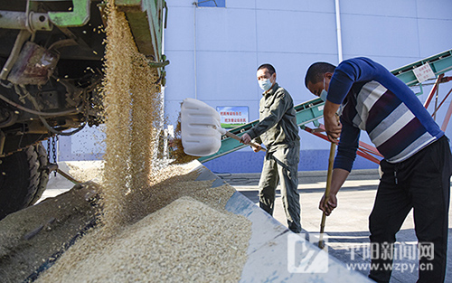 秋粮入库开秤，7600多吨晚稻将于12月5日前陆续归仓