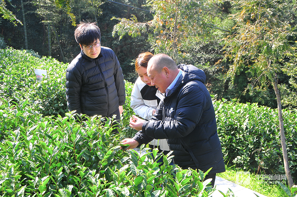 受雨雪天气影响，今年黄汤新茶产量预计会有所降低