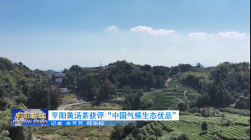 平阳黄汤茶获评“中国气候生态优品”