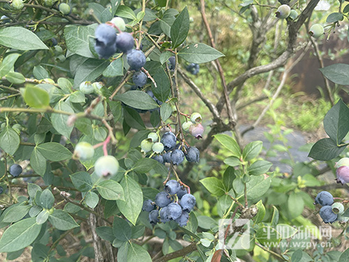 蓝莓采摘忙 乡村产业旺